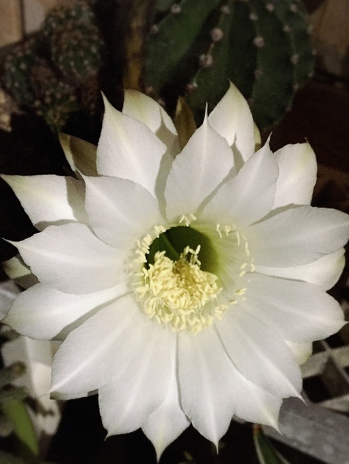 サボテンの花