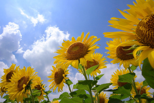 夏本番🌻