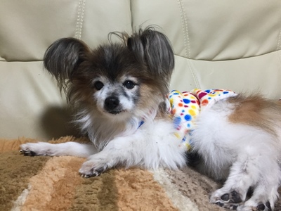 我が家のおじいちゃんわんこ