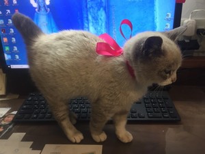 のらねこちゃん