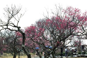 福岡市　舞鶴公園の梅祭り