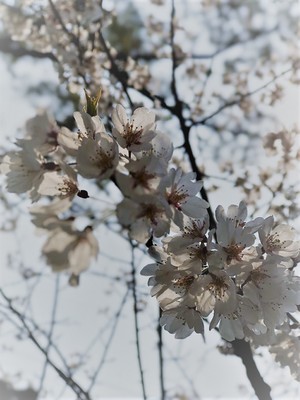 春の太宰府天満宮
