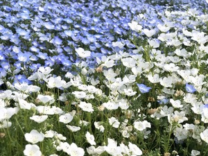 福岡　海の中道海浜公園