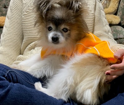 愛犬レンちゃんのお誕生日