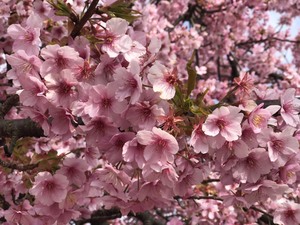 河津桜のお花見