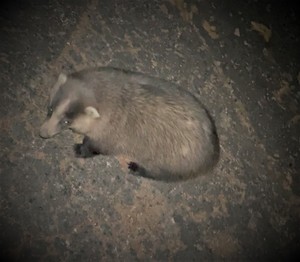 自宅の近くでアナグマを発見